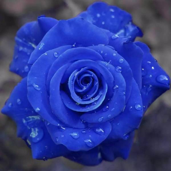 💙SEMILLAS DE ROSA ENCANTADORA AZUL✨-ES