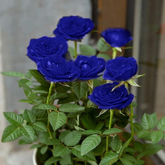 💙SEMILLAS DE ROSA ENCANTADORA AZUL✨-ES