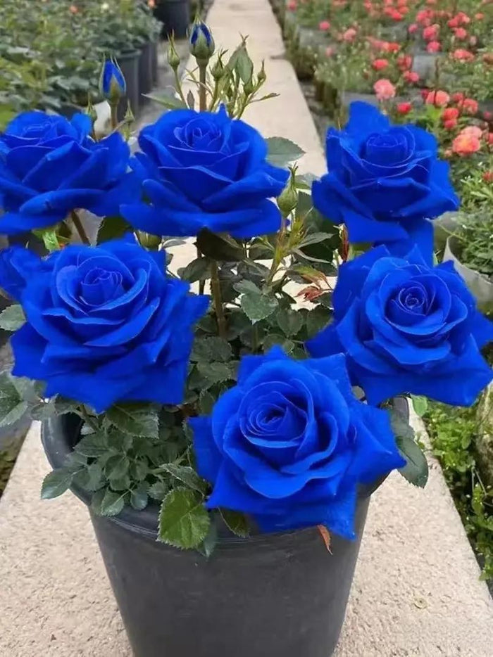 💙SEMILLAS DE ROSA ENCANTADORA AZUL✨-ES