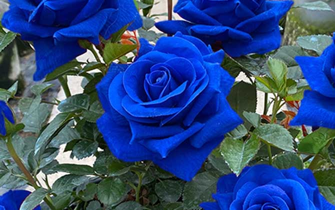 💙SEMILLAS DE ROSA ENCANTADORA AZUL✨-ES