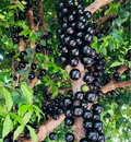 Semillas de uva jabuticaba-ES