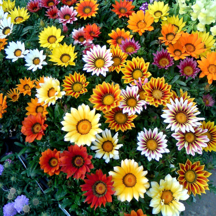 Semillas mixtas de gazania-ES