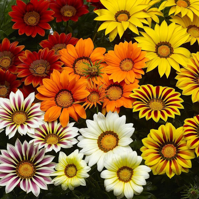 Semillas mixtas de gazania-ES