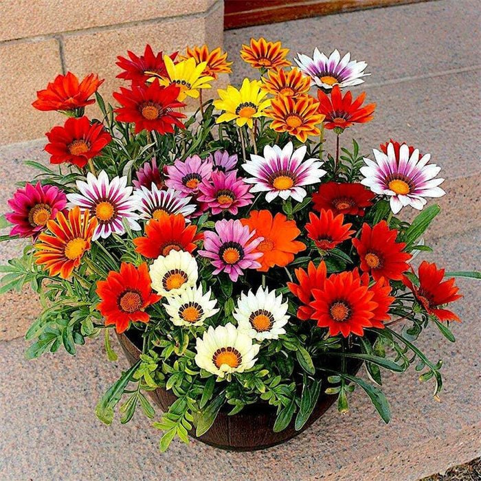 Semillas mixtas de gazania-ES