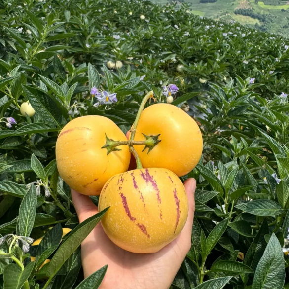 Žeņšeņa augļu Pepino melones sēklas-Solanum Muricatum-LV