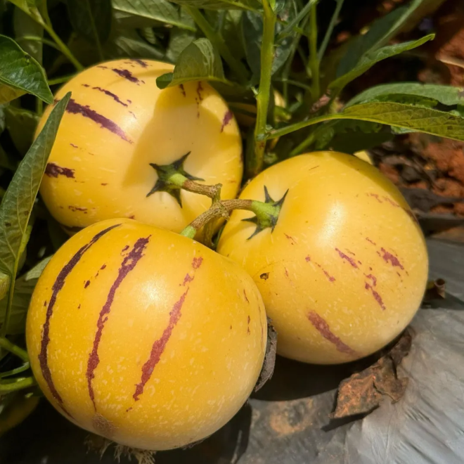 Žeņšeņa augļu Pepino melones sēklas-Solanum Muricatum-LV