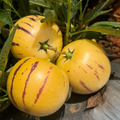 Žeņšeņa augļu Pepino melones sēklas-Solanum Muricatum-LV