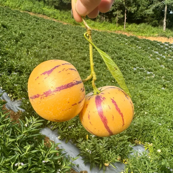 Žeņšeņa augļu Pepino melones sēklas-Solanum Muricatum-LV