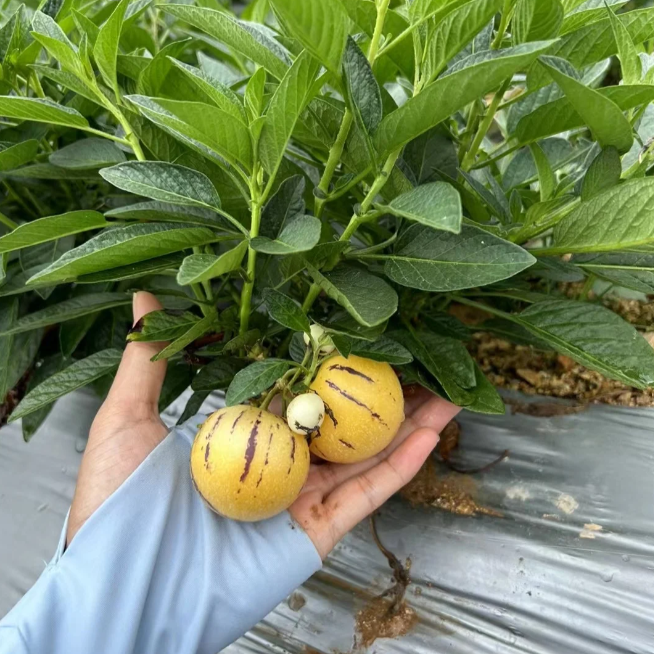 Žeņšeņa augļu Pepino melones sēklas-Solanum Muricatum-LV