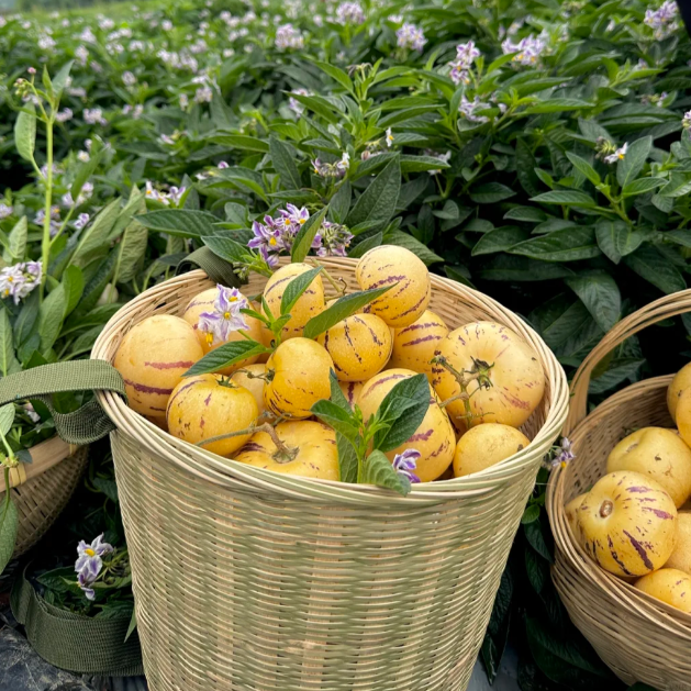 Ženšenni vili Pepino meloniseemned-Solanum Muricatum-EE